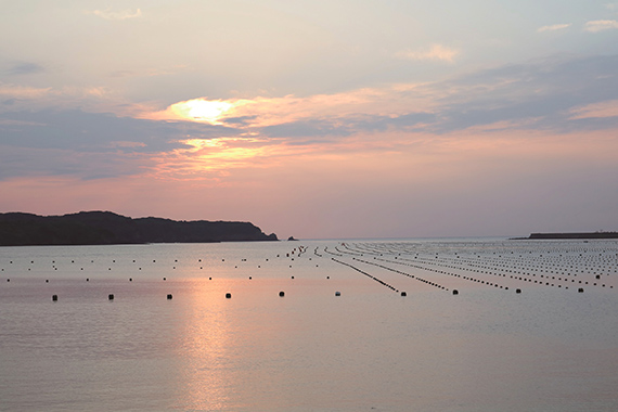 上質なアコヤ真珠を育む 長崎県壱岐島